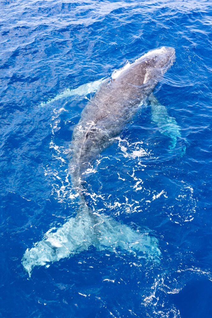 Everything whale be alright