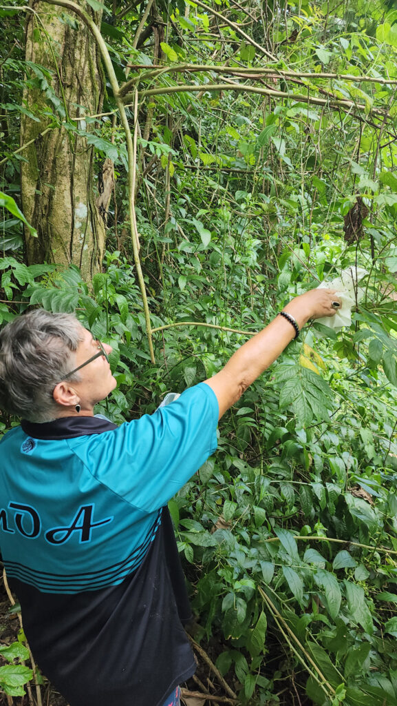 A natural enemy for the invasive African Tulip tree
