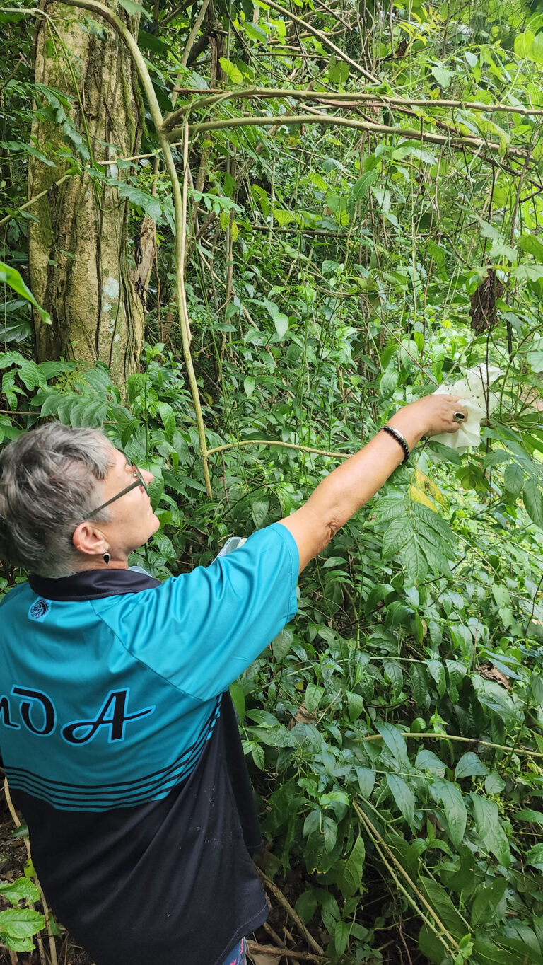 Tipu Tree Roots Invasive A natural enemy for the invasive African Tulip tree – Te Ipukarea society