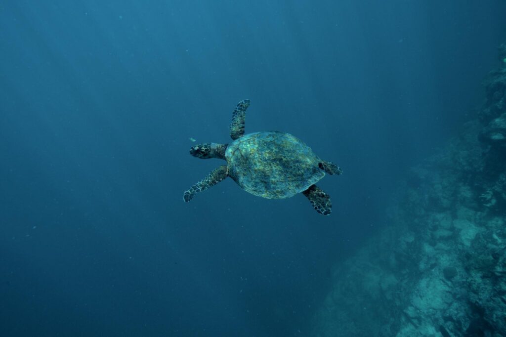 Protecting our turtles