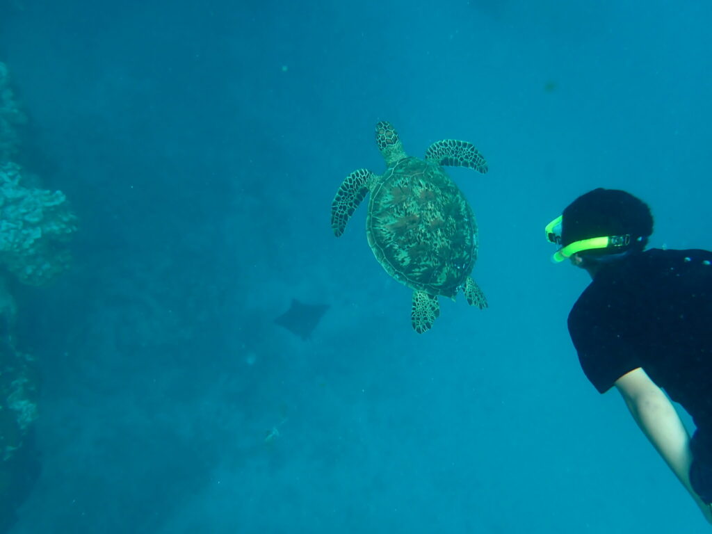 Citizen science turtle monitoring continues