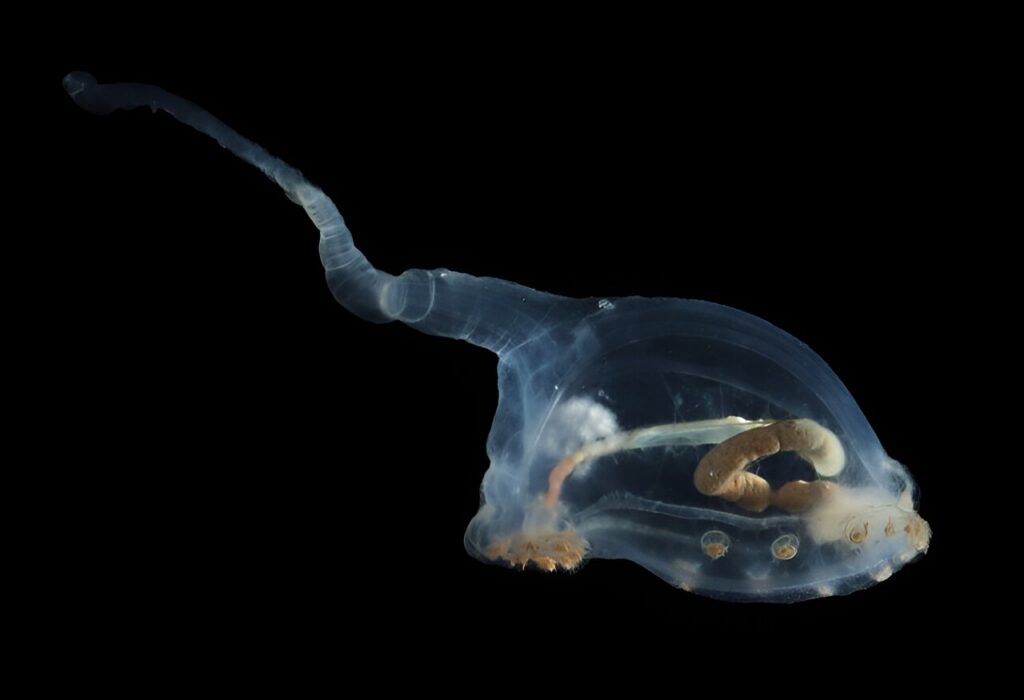 World Ocean’s Day. By mining the depths, we undermine our future