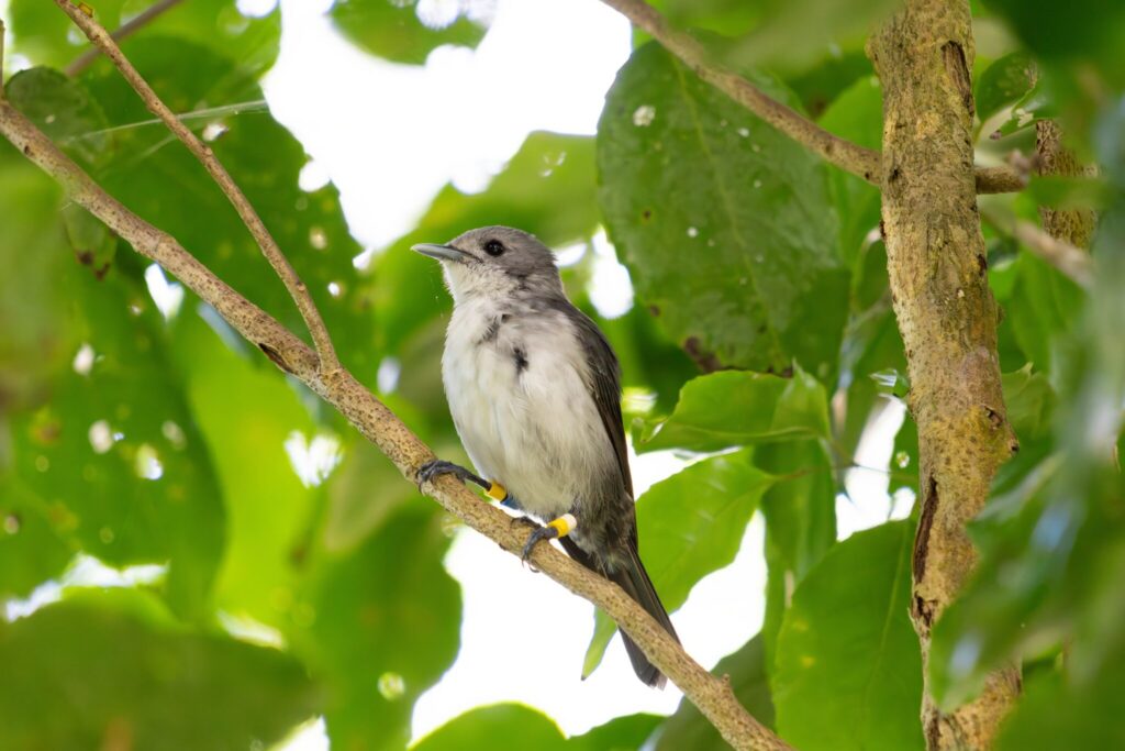 Gearing up for Kākerōri census