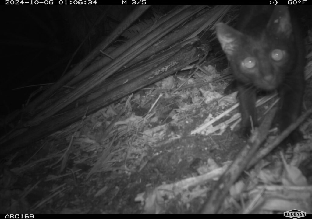 Petrel monitoring reveals suspicious subjects