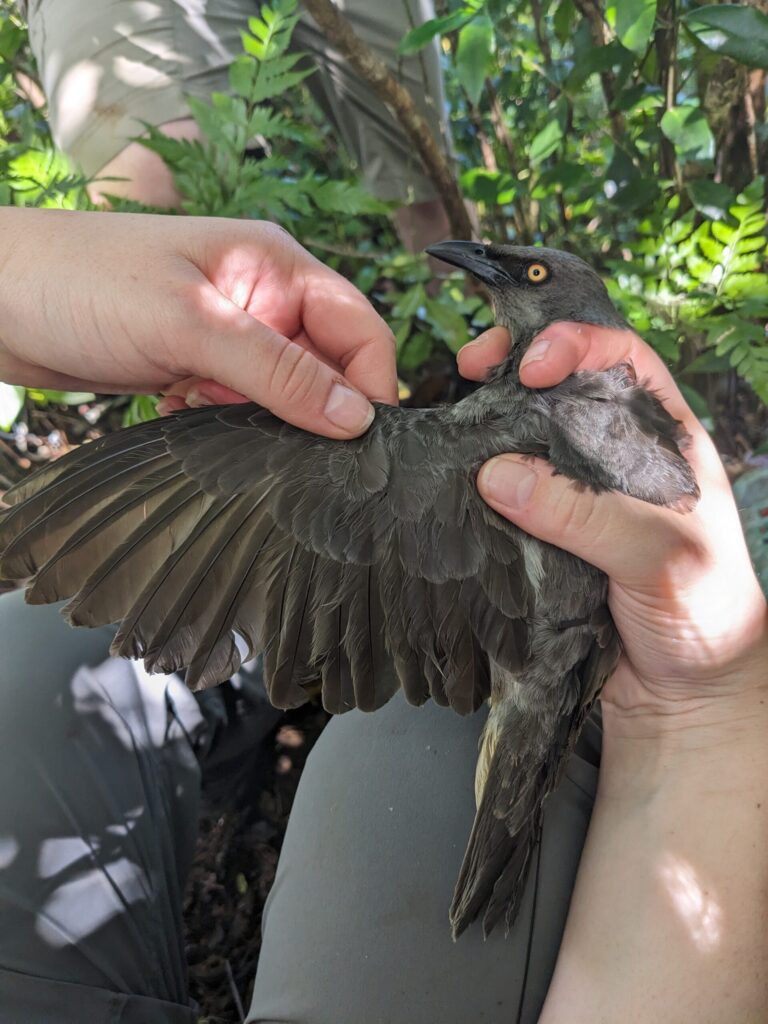 Tracking the Ī’oi: Progress and an update from the field