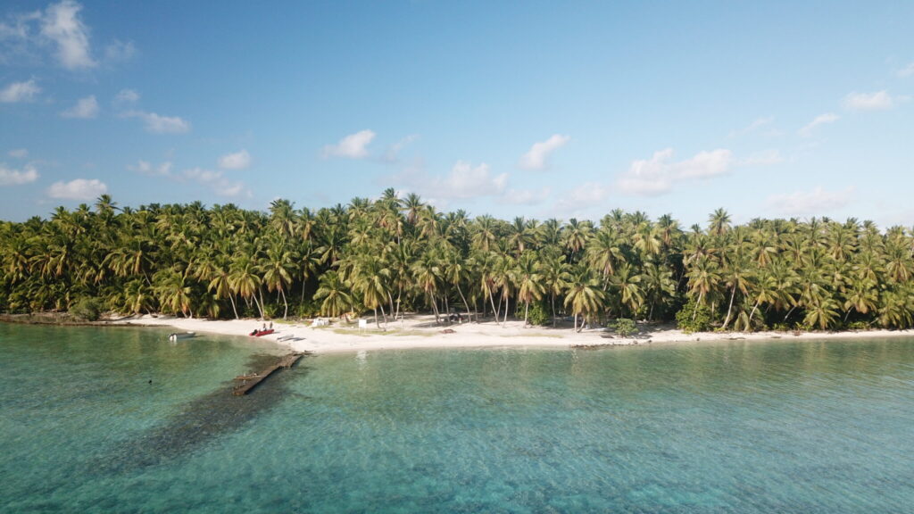 Coconut trees, too much of a good thing