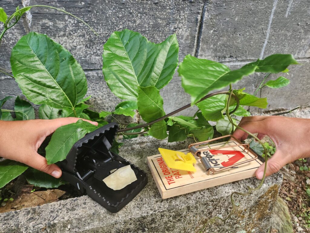 Less rats, more wildlife