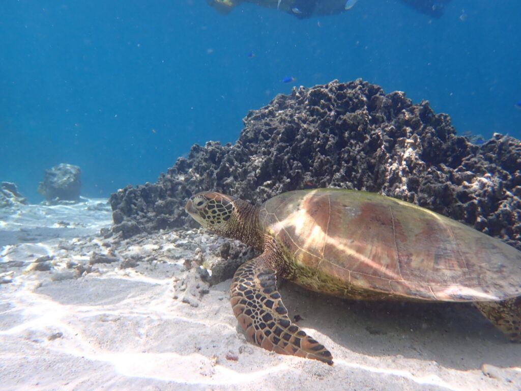 Citizen science to guide turtle conservation