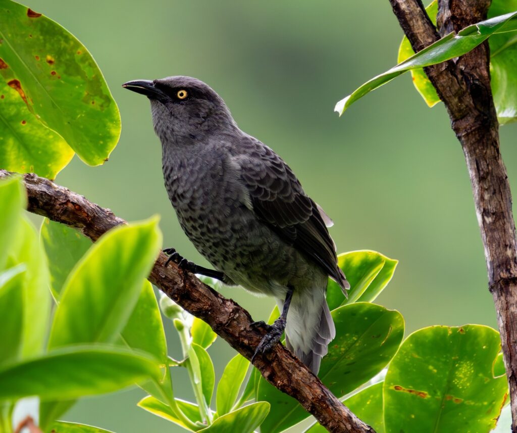 Tracking the ʻĪʻoi, new learnings