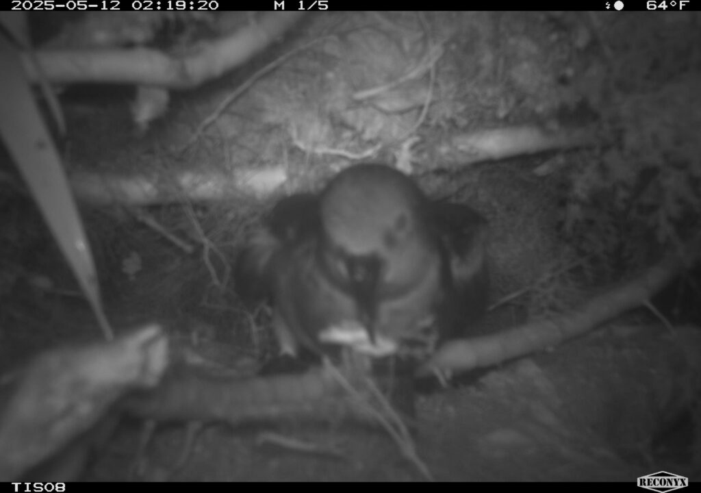 Burrow breakthrough: Tahiti Petrels found nesting in the Takuvaine Valley