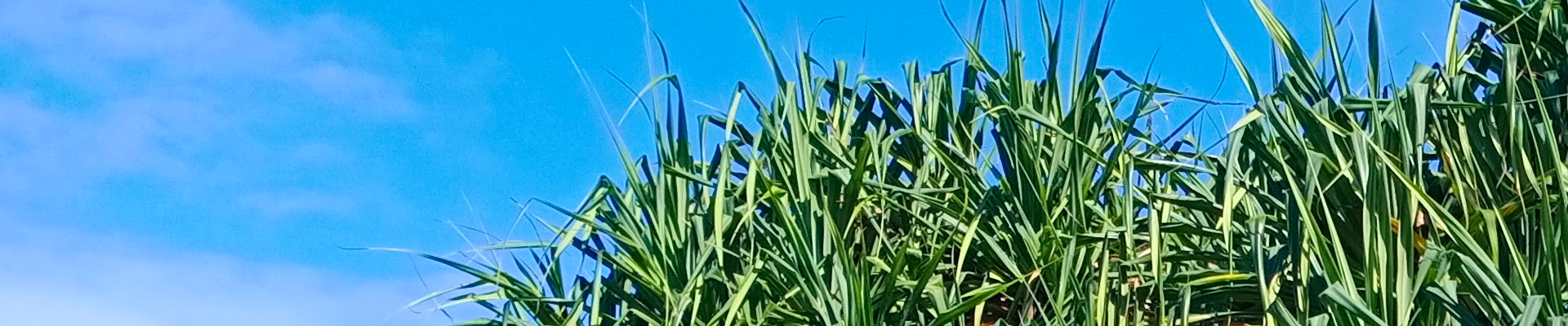 pandanustop 1920x400