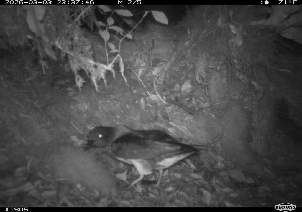 Feral cats threaten Rarotonga’s rare seabirds