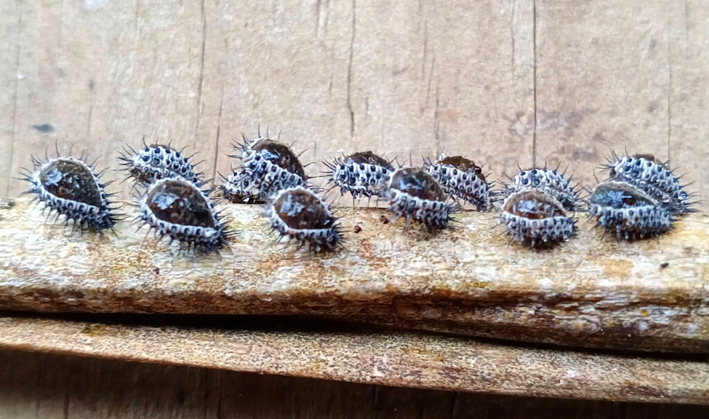 Ladybirds – beasts or beauties?