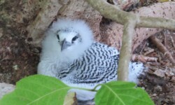 Young Tavake (Red Tailed Tropicbird)