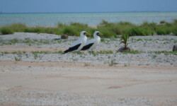 Lulu (Masked Boobies) in Suwarrow