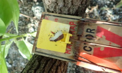 Fried coconut bait for rat trap