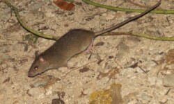 Kiore or Polynesian rat (rattus exulans) in Suwarrow