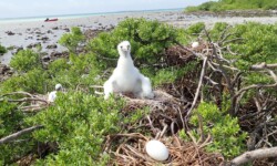 Young Kōta'a and eggs